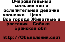 Очаровательный мальчик хин и ослепительная девочка японочка › Цена ­ 16 000 - Все города Животные и растения » Собаки   . Брянская обл.